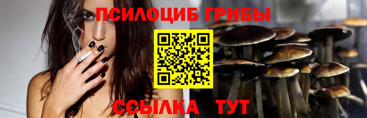 Псилоцибиновые грибы Psilocybe Ярцево